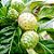 300 Sementes da Fruta Noni Frutas Gigantes - Imagem 2