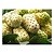 Vitaminas e Suplementos Alimentares Polpa de Noni 500ml Orgânico e Natural - Imagem 7