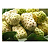 Fruta Noni Medicinal Orgânico 1 Kilo Frutas Resfriadas - Imagem 6