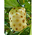 Fruta Noni Medicinal Orgânico 1 Kilo Frutas Resfriadas - Imagem 4