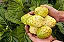 Suco de Noni com Uva 3 Litros Orgânico e Natural - Imagem 3