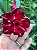 Pimenta - Imagem 2