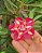 Isabelly Pendente - Imagem 1