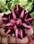 Black Lady - Imagem 1