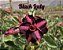 Black Lady - Imagem 2