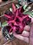Violeta Perfumada - Imagem 1