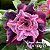 Grape Amarilis - Imagem 1