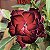 Brd 08 - Imagem 2