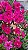 Juliete - Imagem 1