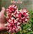 Merabe Perfumada - Imagem 1