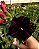 Diamante Negro - Imagem 1