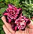 Tc 04 Perfumada - Imagem 1