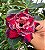 Scarlet - Imagem 1