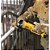 Esmerilhadeira angular 5" bateria de 20V DEWALT - Imagem 8