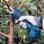 Tesoura para poda de jardim 25mm com 2 baterias carregador e maleta Pro Pruner 06019K10E BOSCH - Imagem 5