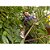 Aparador de cerca viva 220V 500W BEHTS401-B2 BLACK+DECKER - Imagem 6