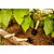 Conjunto para jardim com 3 peças cabo em madeira VONDER - Imagem 4