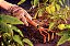 Ancinho Metálico com 3 Dentes para Jardinagem Tramontina com Cabo de Madeira - Imagem 2