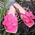 Rasteira rosa magenta couro flor - Imagem 5