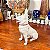Bibelô em porcelana cachorro. - Imagem 3