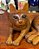 Escultura elegante representando um gato. - Imagem 6