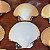 Conjunto de Conchas de Vieiras Naturais. - Imagem 7