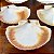 Conjunto de Conchas de Vieiras Naturais. - Imagem 6
