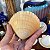Conjunto de Conchas de Vieiras Naturais. - Imagem 9
