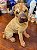 Escultura Antiga em Resina Shar-Pei – Italy Style - Imagem 6