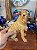 Escultura Antiga em Resina Shar-Pei – Italy Style - Imagem 7