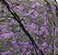 Pano de cabeça de renda preta com forro roxo (mod3) - Imagem 3