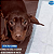 Tapete Higiênico Premium Para Cães Com 50 Un Chalesco - Imagem 4