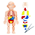 Quebra Cabeça Corpo Humano Boneco De Anatomia Humana Brinquedo Anatômico Interativo Educativo - Imagem 8