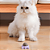 Brinquedo Gato Parede Catnip Para Gatos Erva Catinip Natural Interativo Pet Bolinha Adesiva Felino - Imagem 3