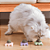 Kit Brinquedo para Gato com Catnip + Escova de Parede e Bolinha Adesiva - Imagem 6