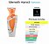 Decante - Merneith Legacy Collection Hamidi Edp Árabe Feminino - Imagem 2