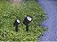 Espeto P/ Jardim Noir Led Mr16 6w Verde - Imagem 2