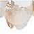 PENDENTE MUSCHE 60CM 18*E14 OURO BRILHO - Imagem 7