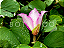 Flor Pink - Imagem 1