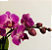 Phalaenopsis sp - Imagem 1