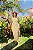 Vestido Ombro Único Mel Quality Moda Plus Size Divas Primavera - Imagem 3