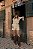 Conjunto Camisa com Shorts e Cinto Areia Quality Moda Plus Size dvs Outono Preview Equi dvs - Imagem 1