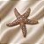 Broche Estrela do Mar com Pérolas - Imagem 2