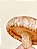 Cogumelo Shitake Premium- Kg - Imagem 4