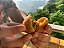 Coxinha de Carne de Jaca Caipira Vegana 400g (12 unidades) - TEMPERO É ARTE - Imagem 1