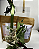 Kit Presente Chá Artesanal – Prosa de Lavanda+ Prosa de Maçã - Imagem 5