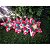 Cascata com 115 LEDs 8 Colorido e 8 branco quente Papai Noel com estrela 3 metros bivolt. - Imagem 6