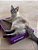 Arranhador Brinquedo Para Gato Petlon Papelão + Catnip Erva - Imagem 12