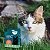 Coleira Repelente Natural para Gatos Zenpet Atacado - Imagem 2