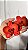 Kit Cortador de Orquídeas Amanda 01 - Imagem 2